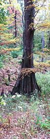 cypress-tree