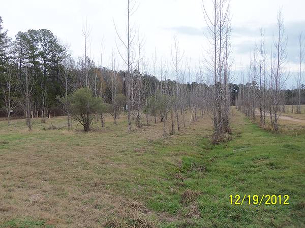 trees_photo