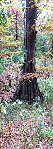 cypress_tree_photo
